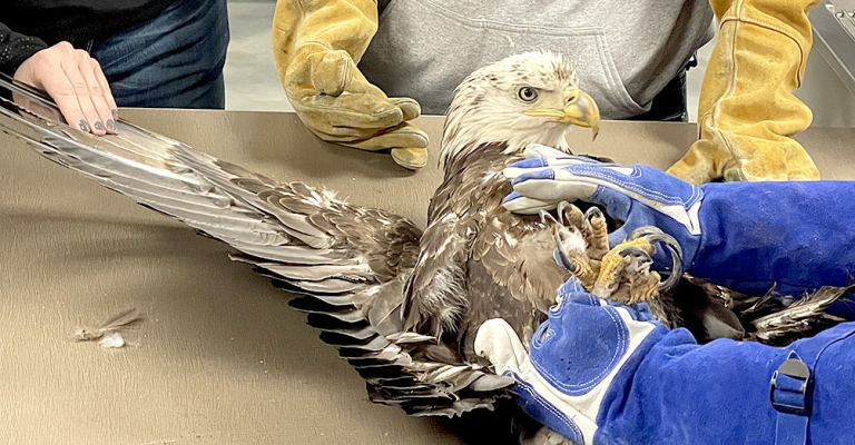 THE INJURED BALD EAGLE was positioned on the examination table when it arrived at Central Veterinary Services so its condition could be assessed by the CVS staff.