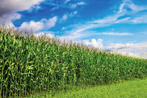 corn