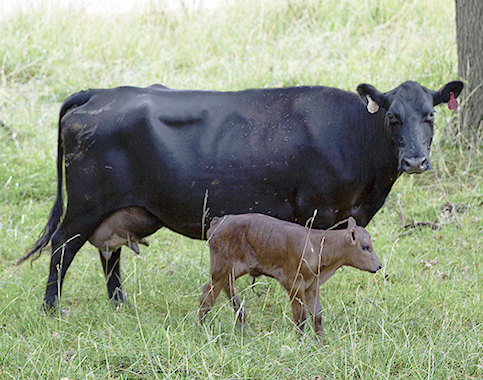cow calf