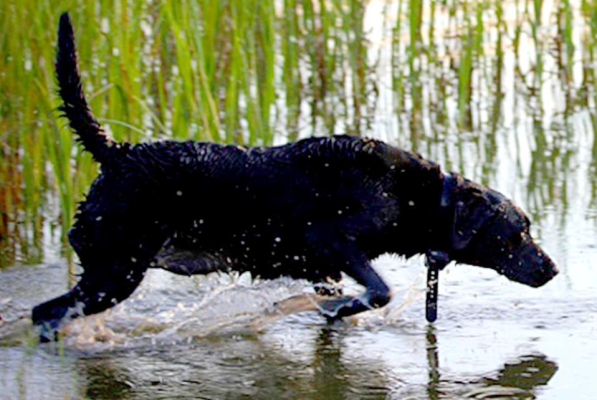 Hunting dog owners