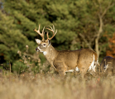 deer