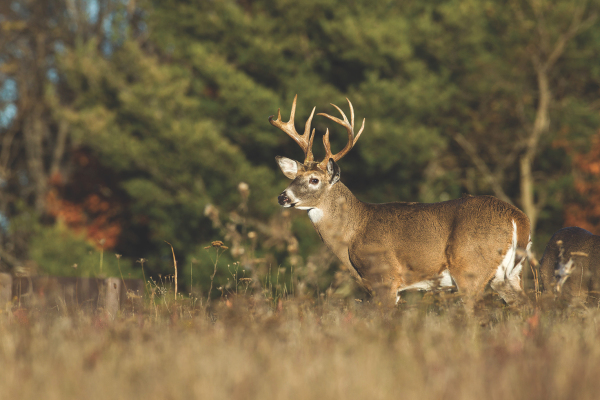 deer