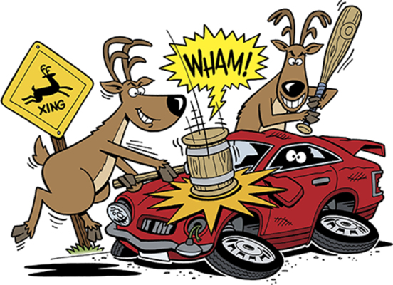 deer accident