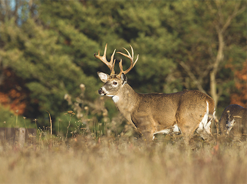 deer