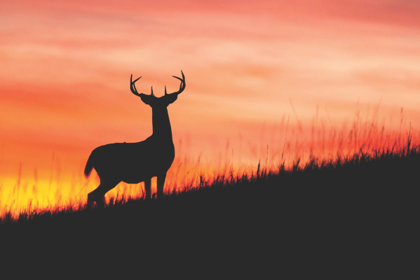 deer hunting