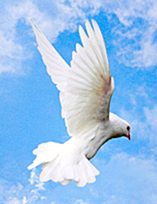 Dove