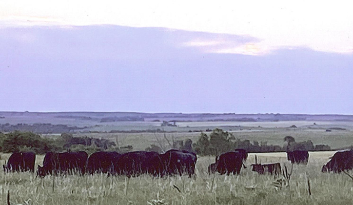 THE COMMERCIAL ANGUS COW HERD