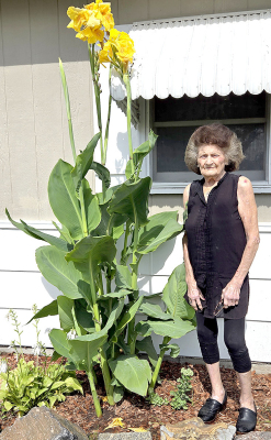 SANDY FOLSOM calls her yellow canna lily her “Jack and the Beanstalk” since it is well over eight feet tall and still growing.