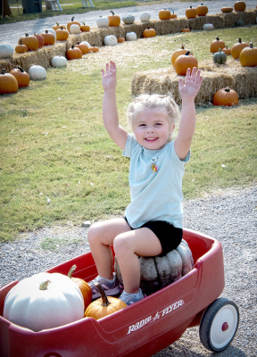 HARPER KELLER was filled with excitement as she got to choose which pumpkins to take home this year from Stockton’s Pumpkin Patch.