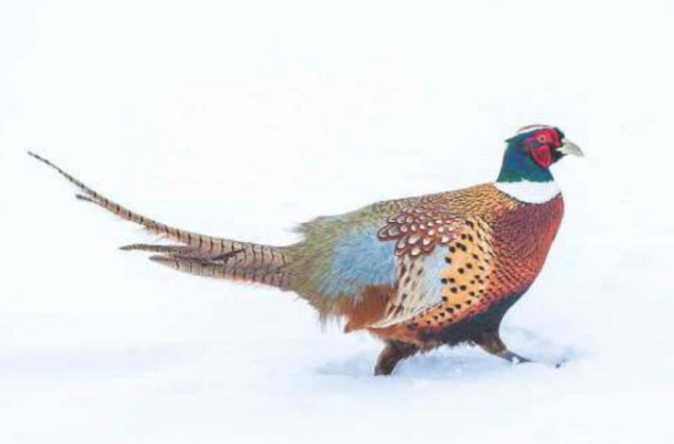 Kansas’ 2020 Upland Game Bird seasons look promising
