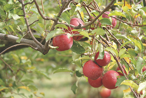 fruit tree
