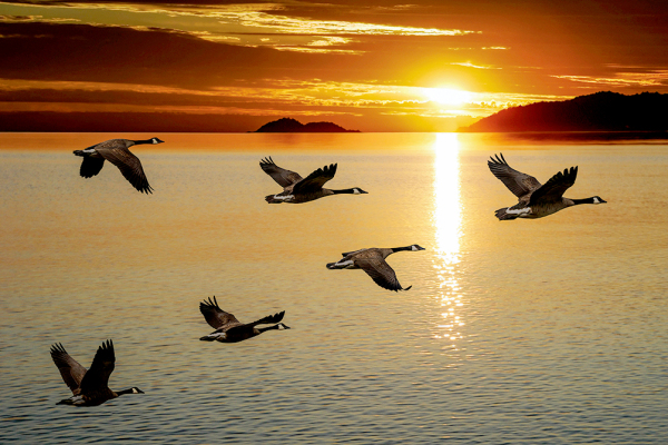 geese
