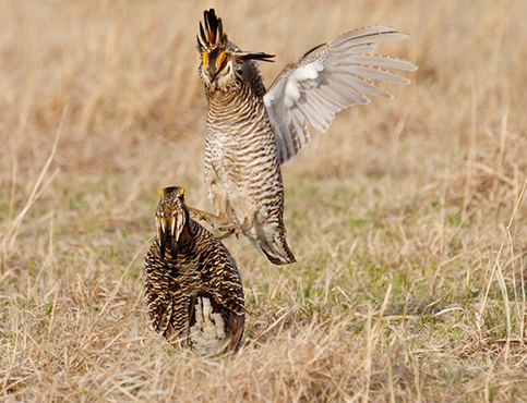 greater prairie chicken