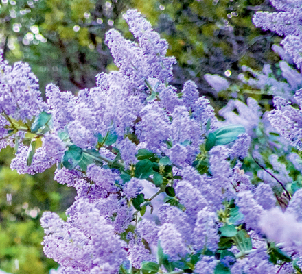 lilacs