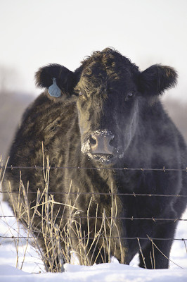 livestock