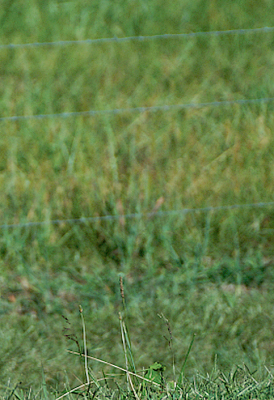 pasture grass