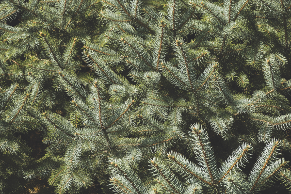 pine tree
