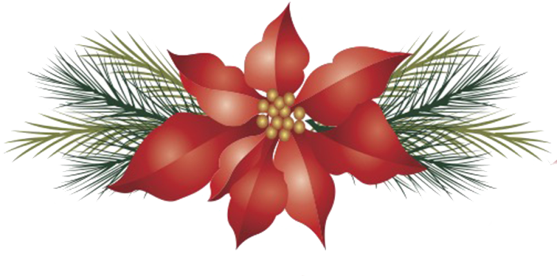 poinsettia