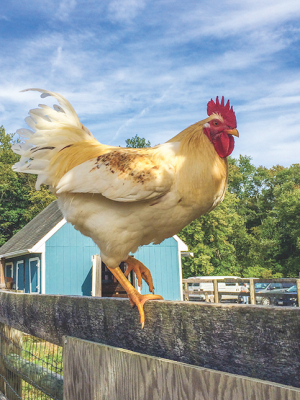 poultry