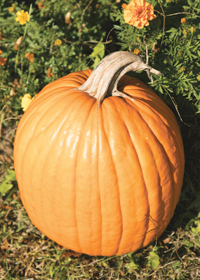 pumpkin