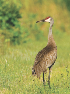 sandhill crane