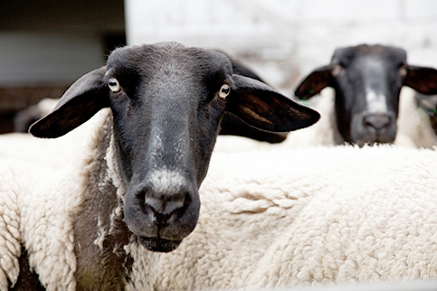 sheep