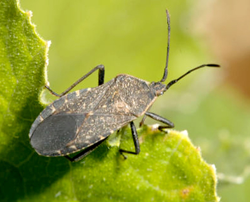 squash bug