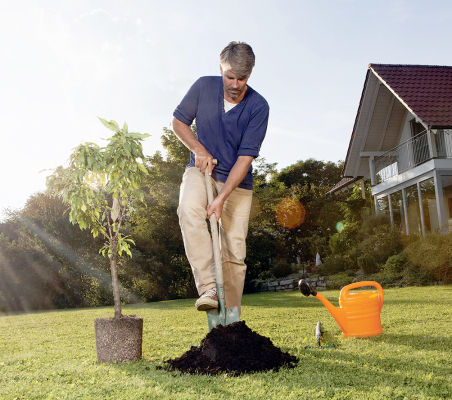 tree planting