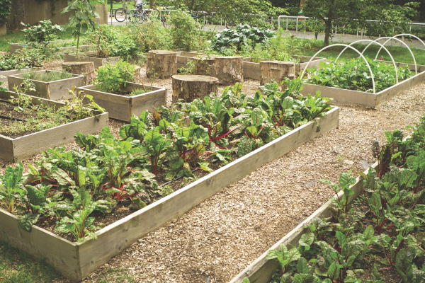 vegetable garden