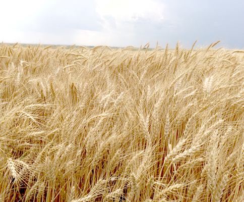 wheat field