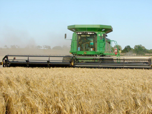 wheat harvest