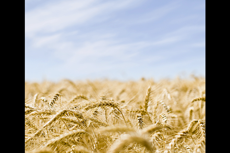 Wheat Field